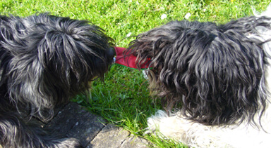 Met 3 of meer honden op vakantie
