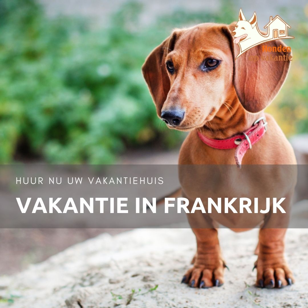 Mondstuk Zeg opzij Buiten Vakantiehuis in Frankrijk met hond huren? | Hondenopvakantie.nl
