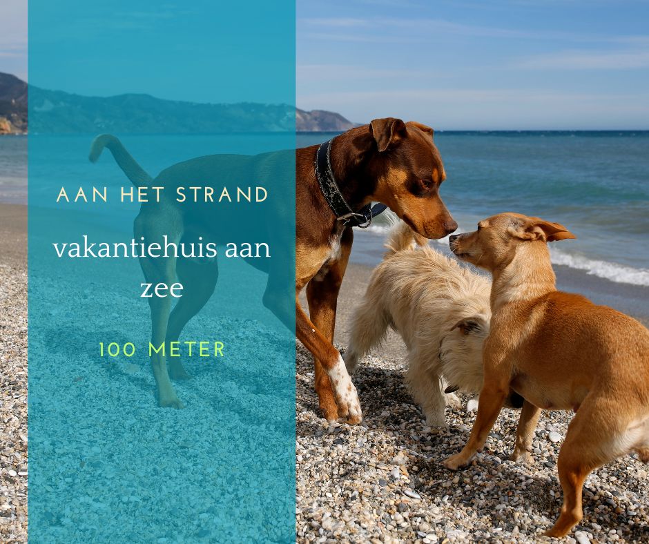 Vakantiehuis dichtbij het strand met hond