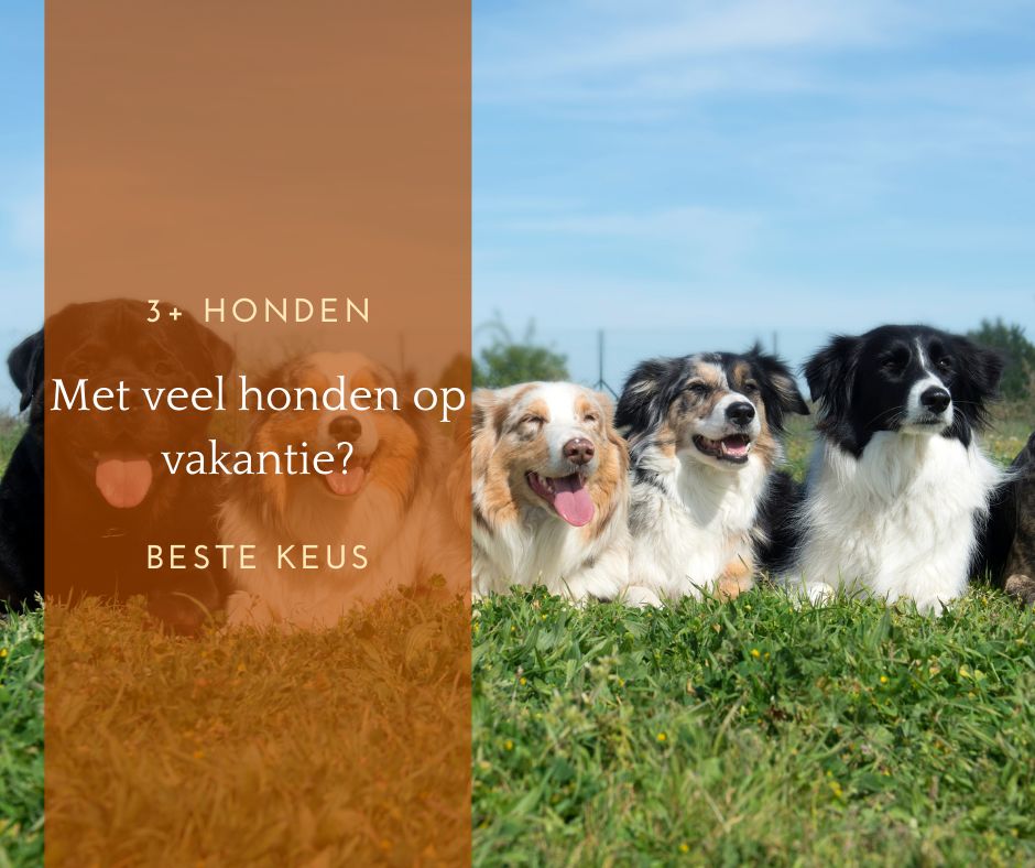 Vakantiehuis 3 honden of meer