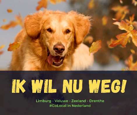 Tijdens ~ Kiwi blozen Weekendje weg met hond? | Hondenopvakantie.nl