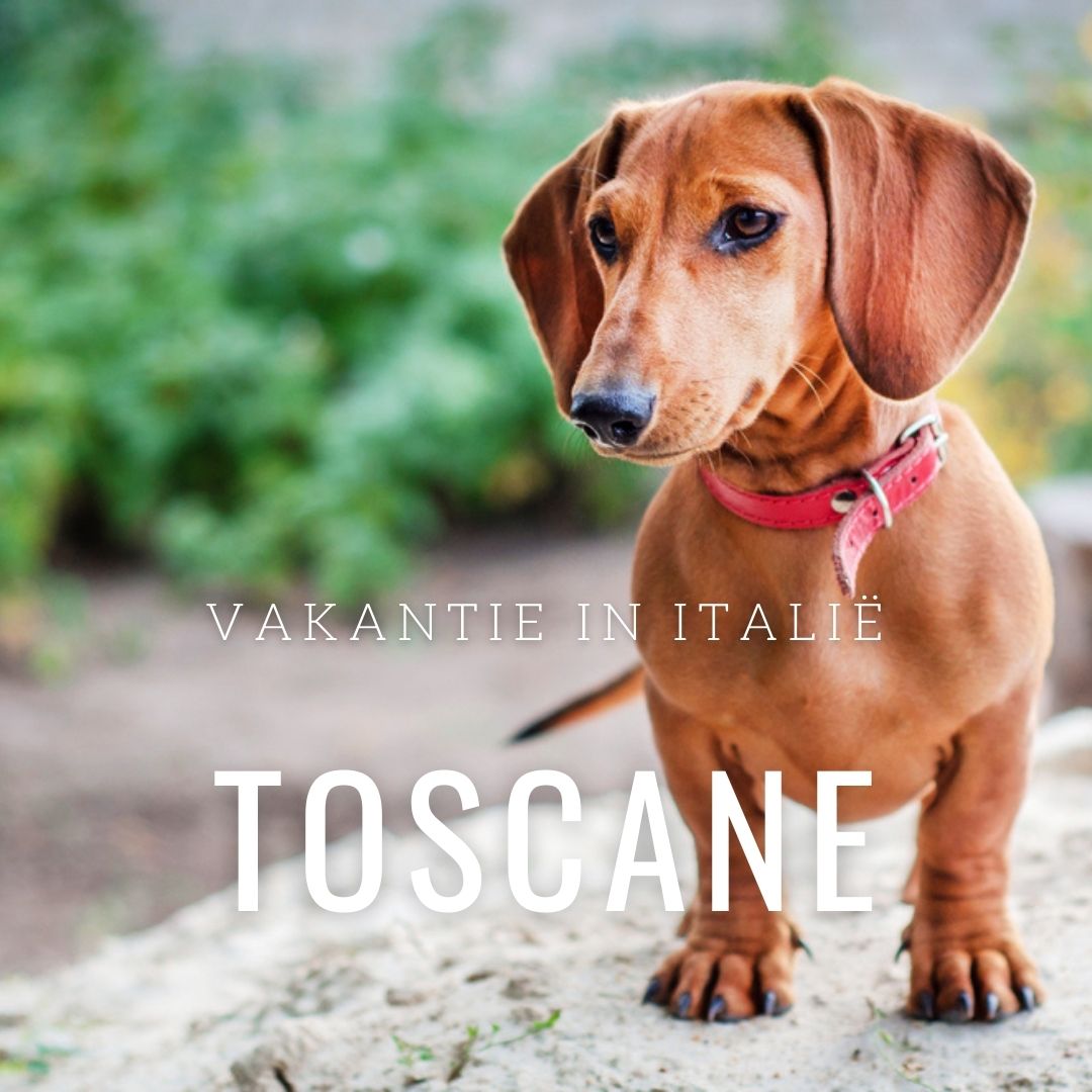 Vakantiehuis Toscane met hond