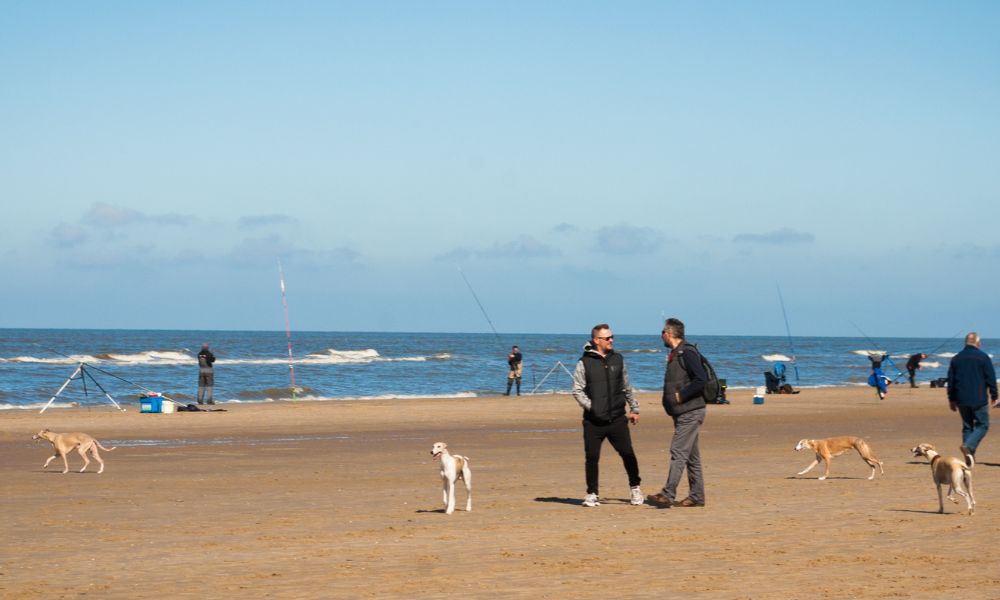 Strandvakantie in Egmond aan Zee met hond
