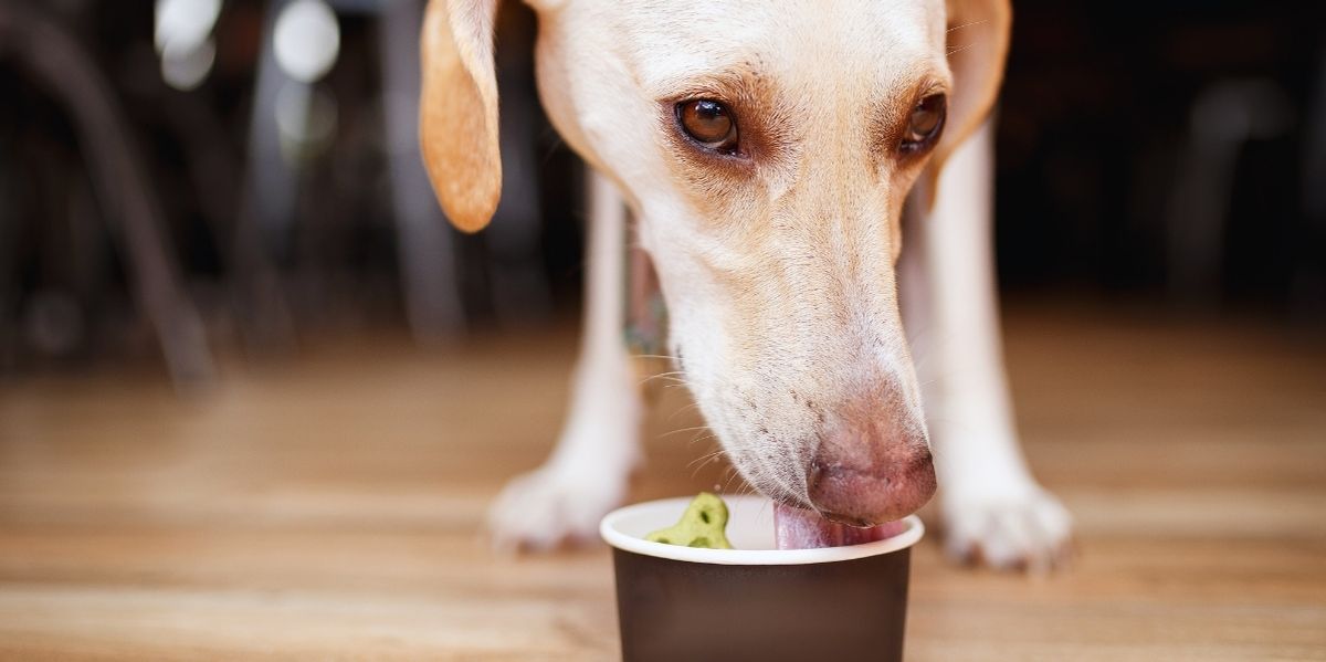 Wat neem je mee voor je hond op vakantie?