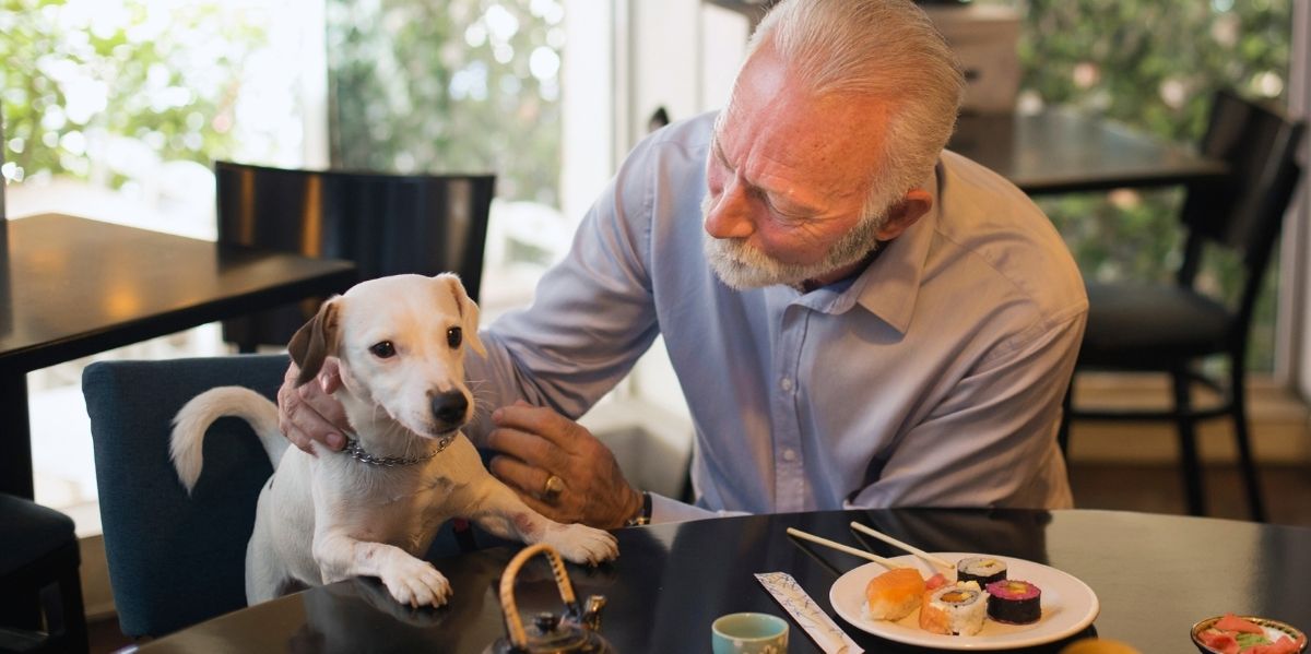 Strandpavillon mit Hund in Nordholland
