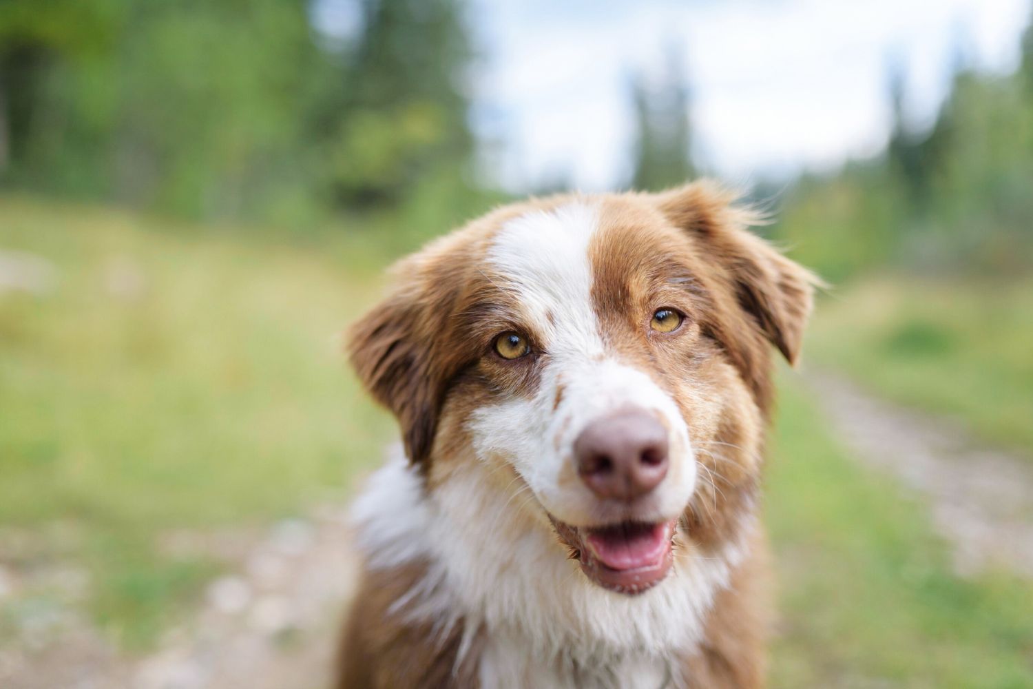 Op vakantie met je hond in wolvengebied: zo blijf je ontspannen genieten