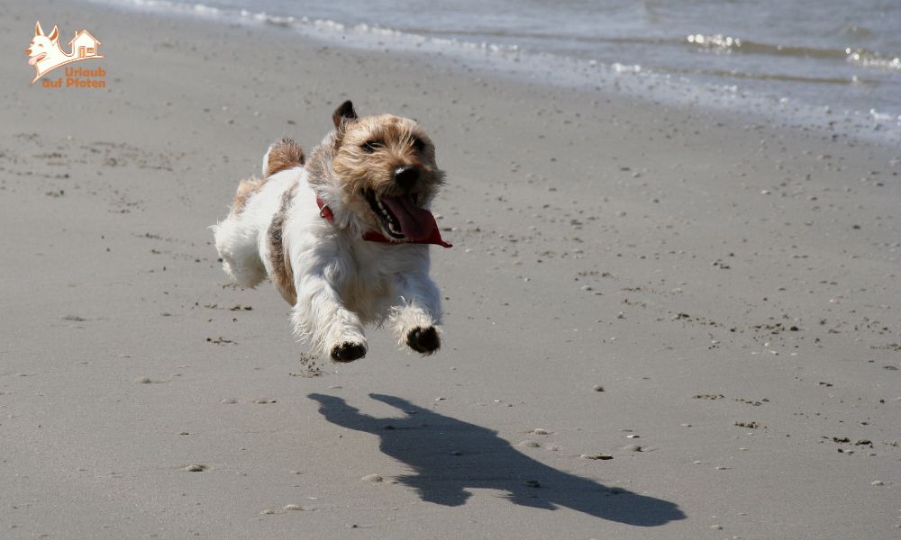 Ameland met je hond – Een vakantie voor twee- én vierpotige vrienden