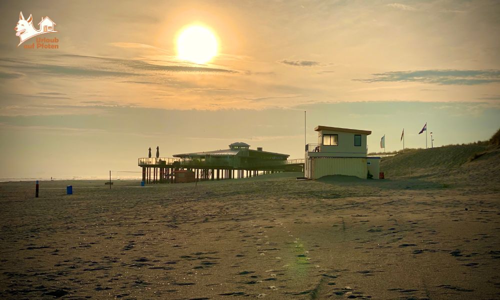 Strand Ameland met hond