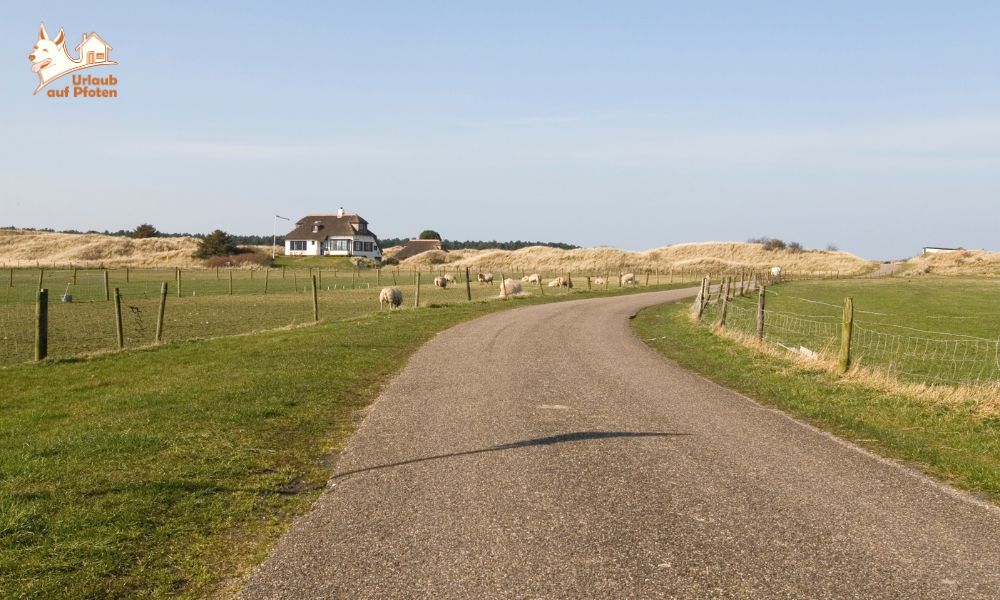 Wandelen op Ameland met hond