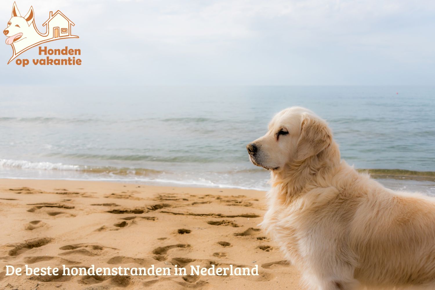 De beste hondvriendelijke stranden van Nederland