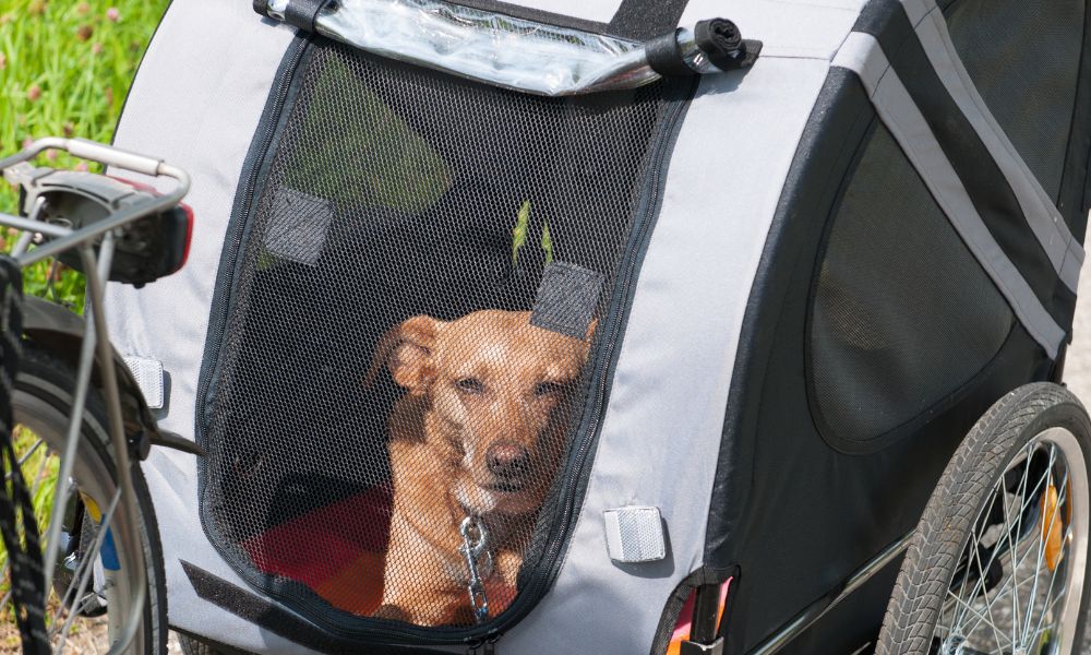 Strandcafé's & Restaurants met hond in Callantsoog