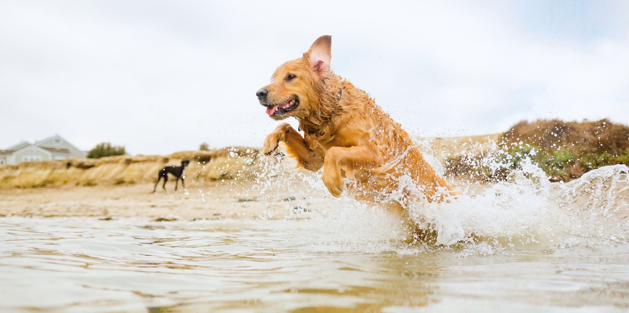 Hvide Sande met hond