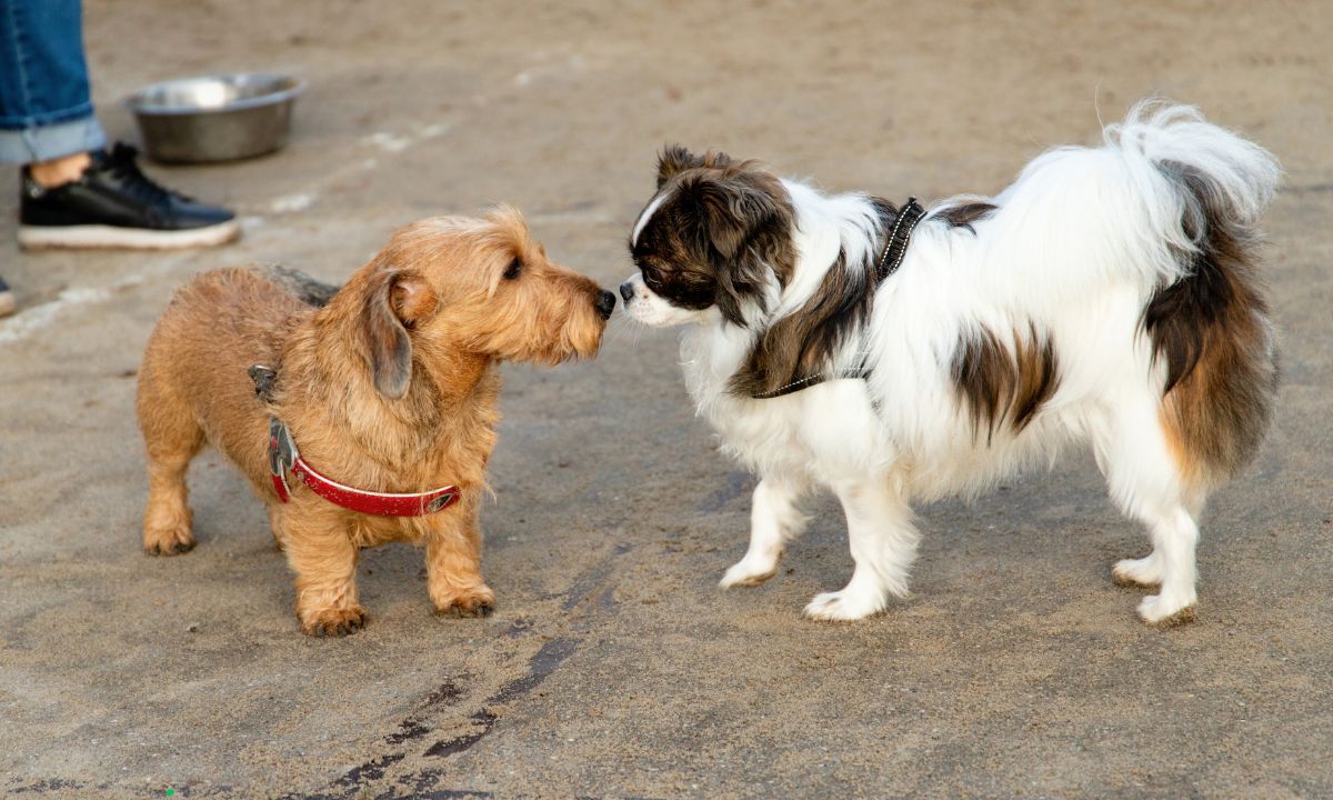 Op vakantie met je hond net over de grens