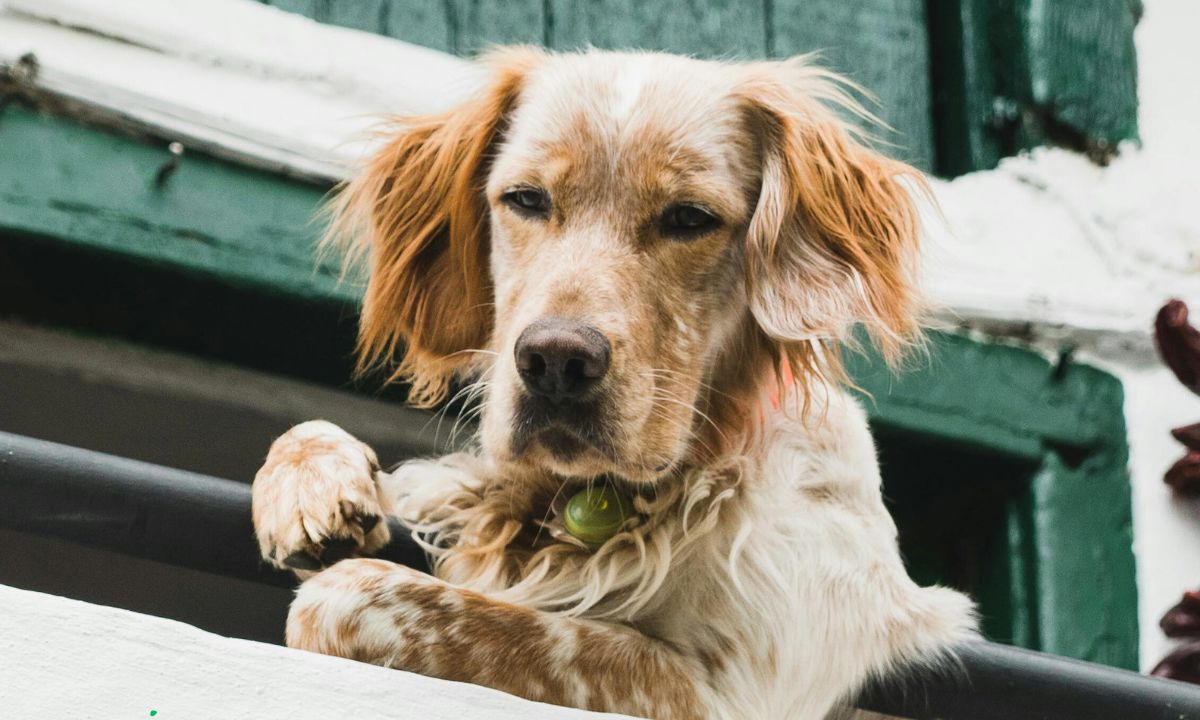 Vakantiehuis aan de Belgische grens