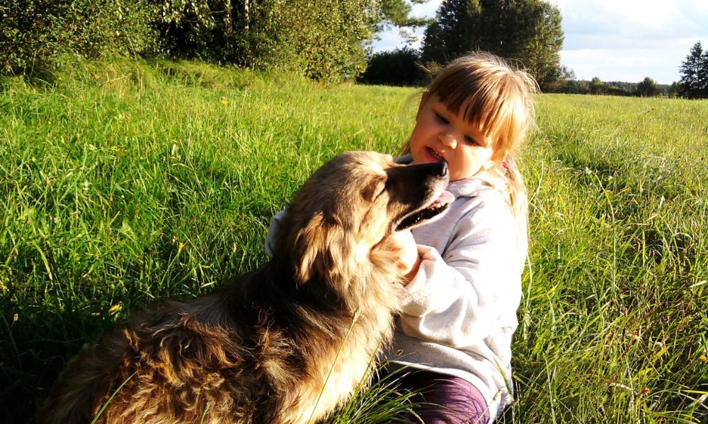 Vakantiehuis met honden kind in Nederland