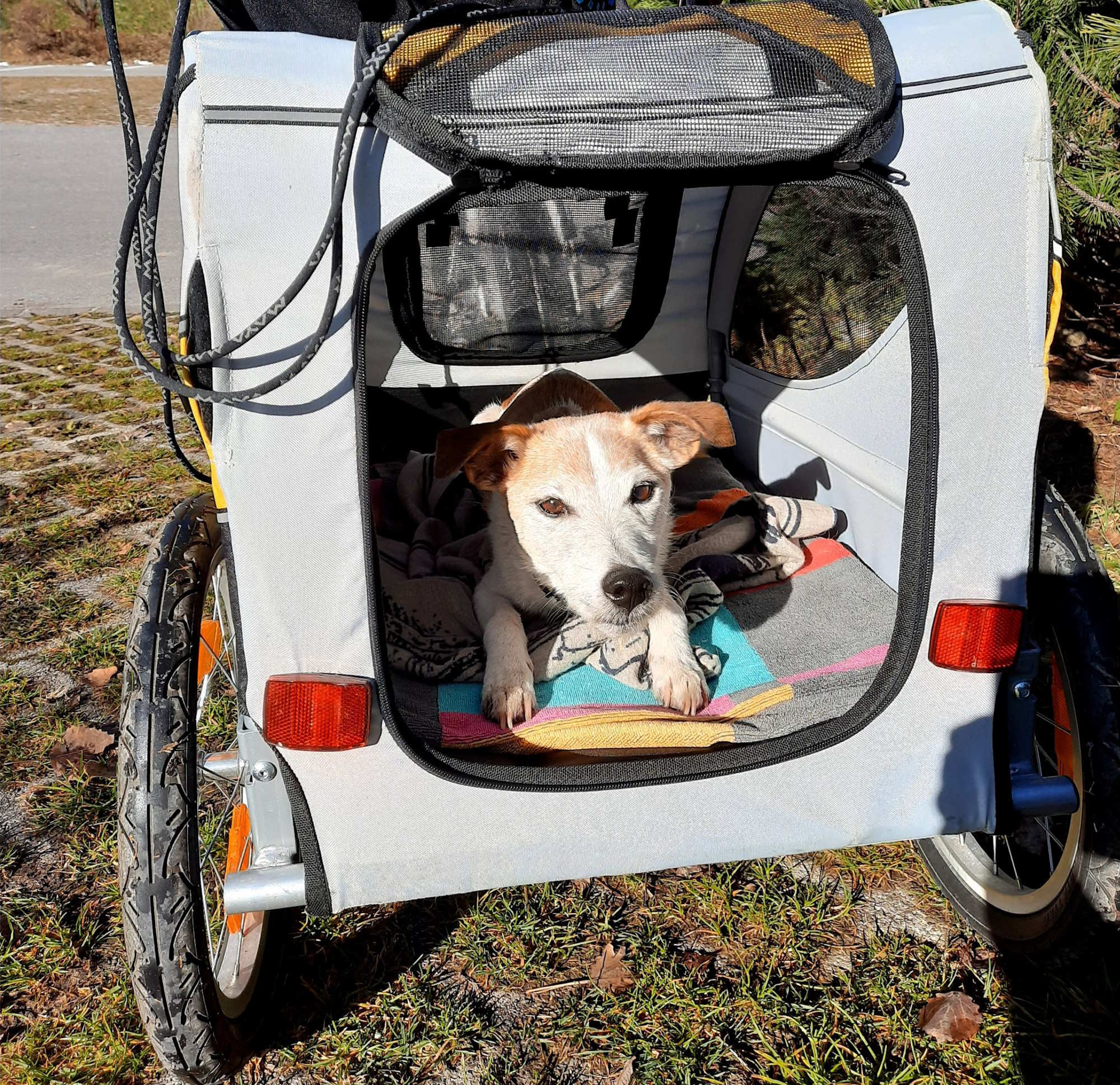 Zo ga je zorgeloos op pad met je hond