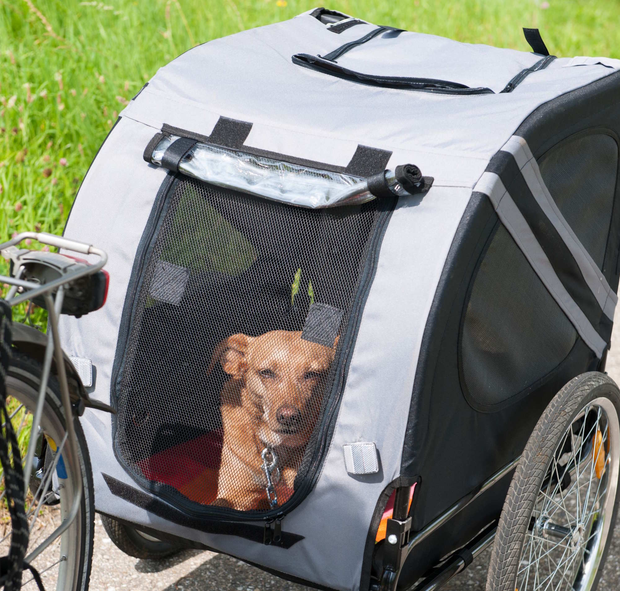 Fietsen met je hond op vakantie