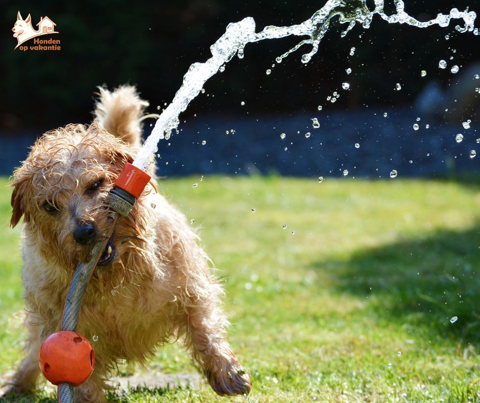 Tips voor een hondvriendelijke tuin