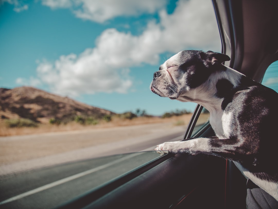 Wat neemt u onderweg mee voor uw hond op vakantie?