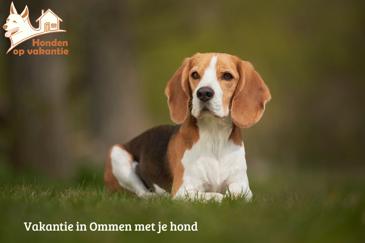 Vakantie met hond in Ommen: natuur, rust en ruimte