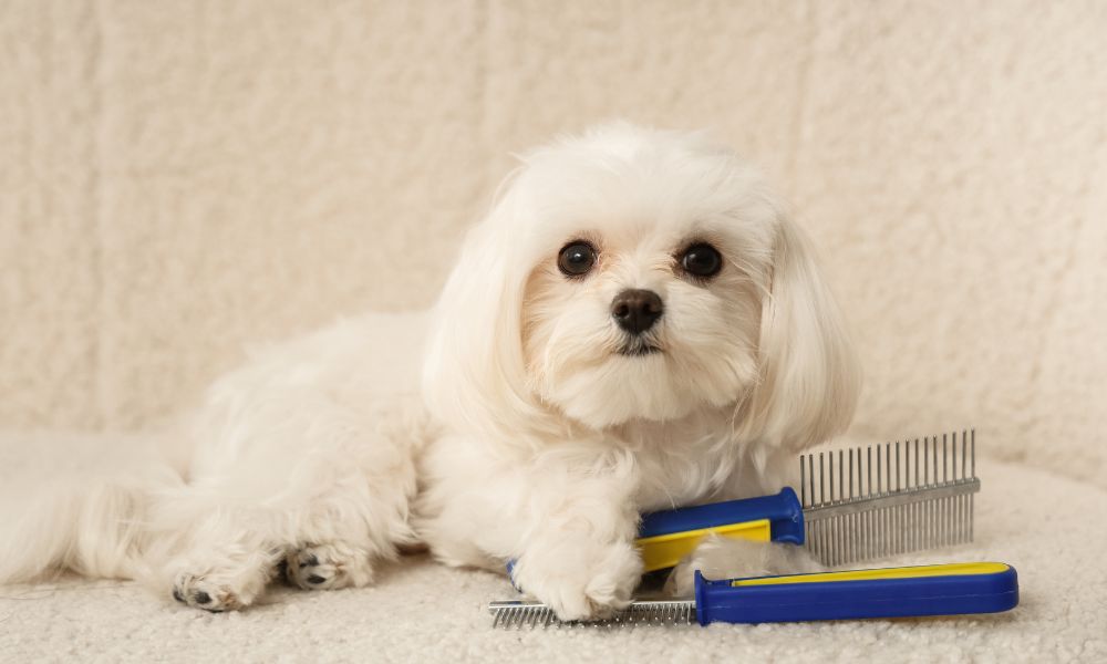 Je hond vakantieklaar maken: een handige checklist