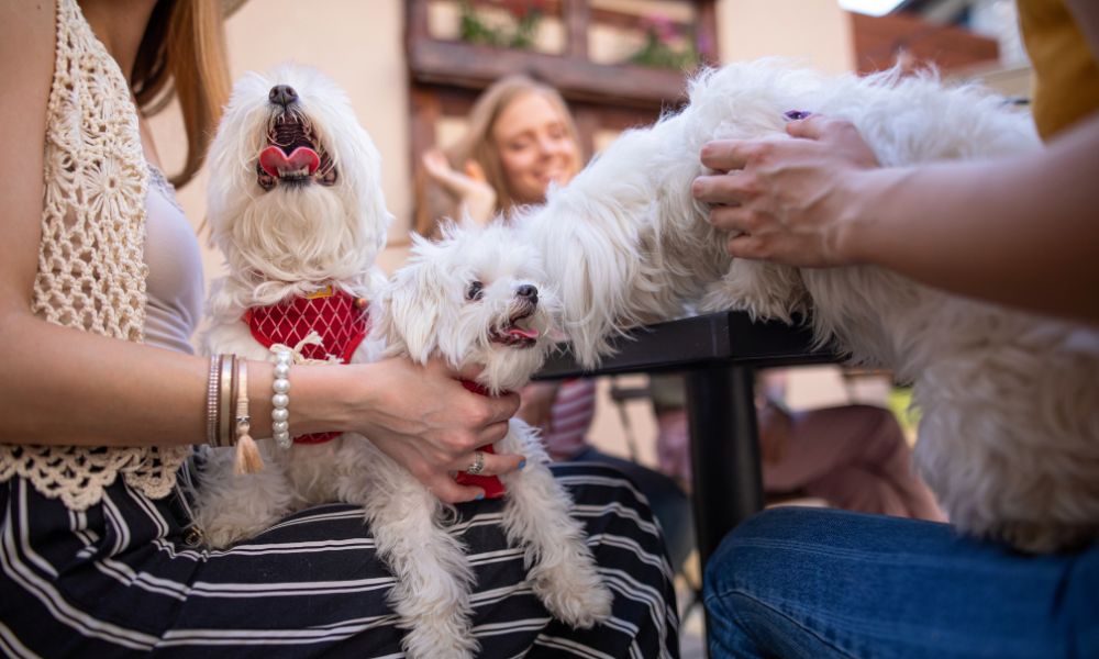 Hondvriendelijke Strandcafés en Restaurants in Zeeland