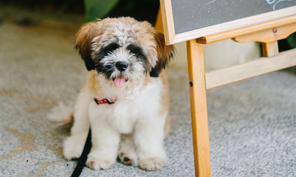 Hondvriendelijke Strandcafés en Restaurants in Zeeland