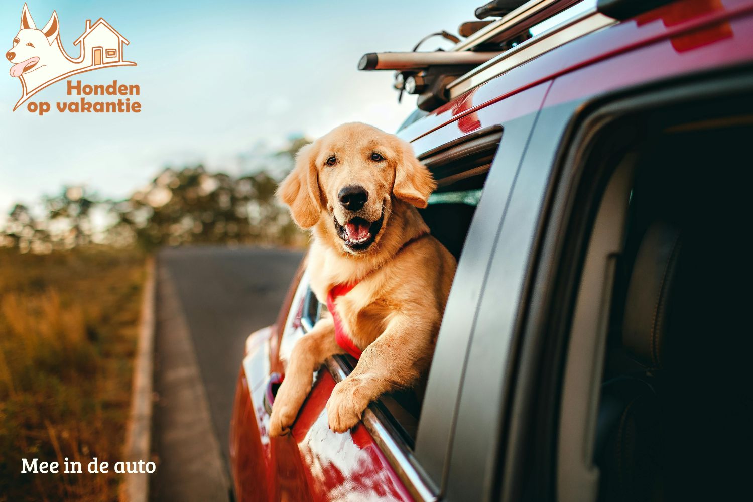 Met de auto op vakantie met je hond: wat moet je weten?