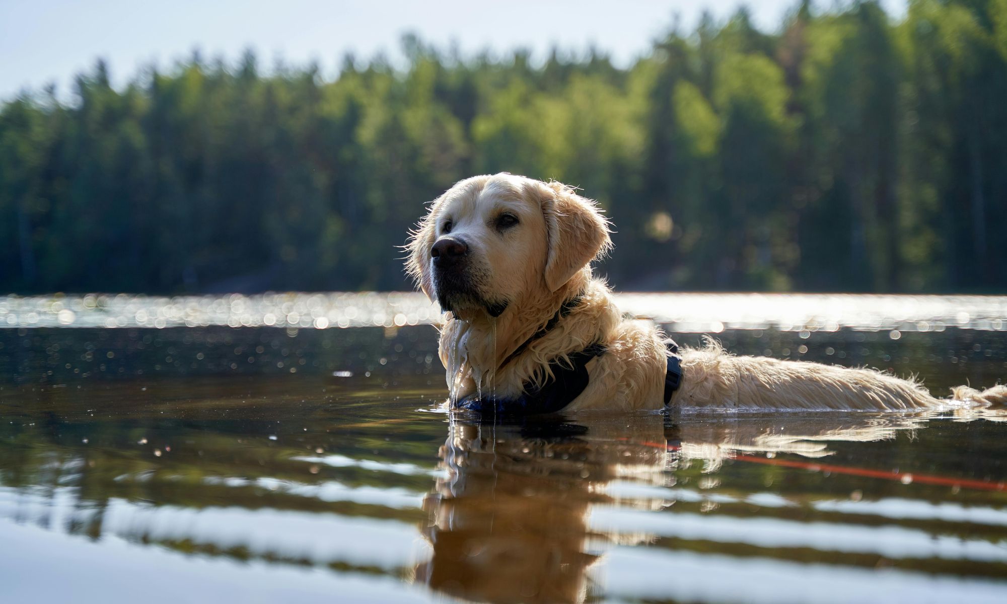 Vakantie met je hond aan het Meer van Lugano: bergen, water en een vleugje Italië