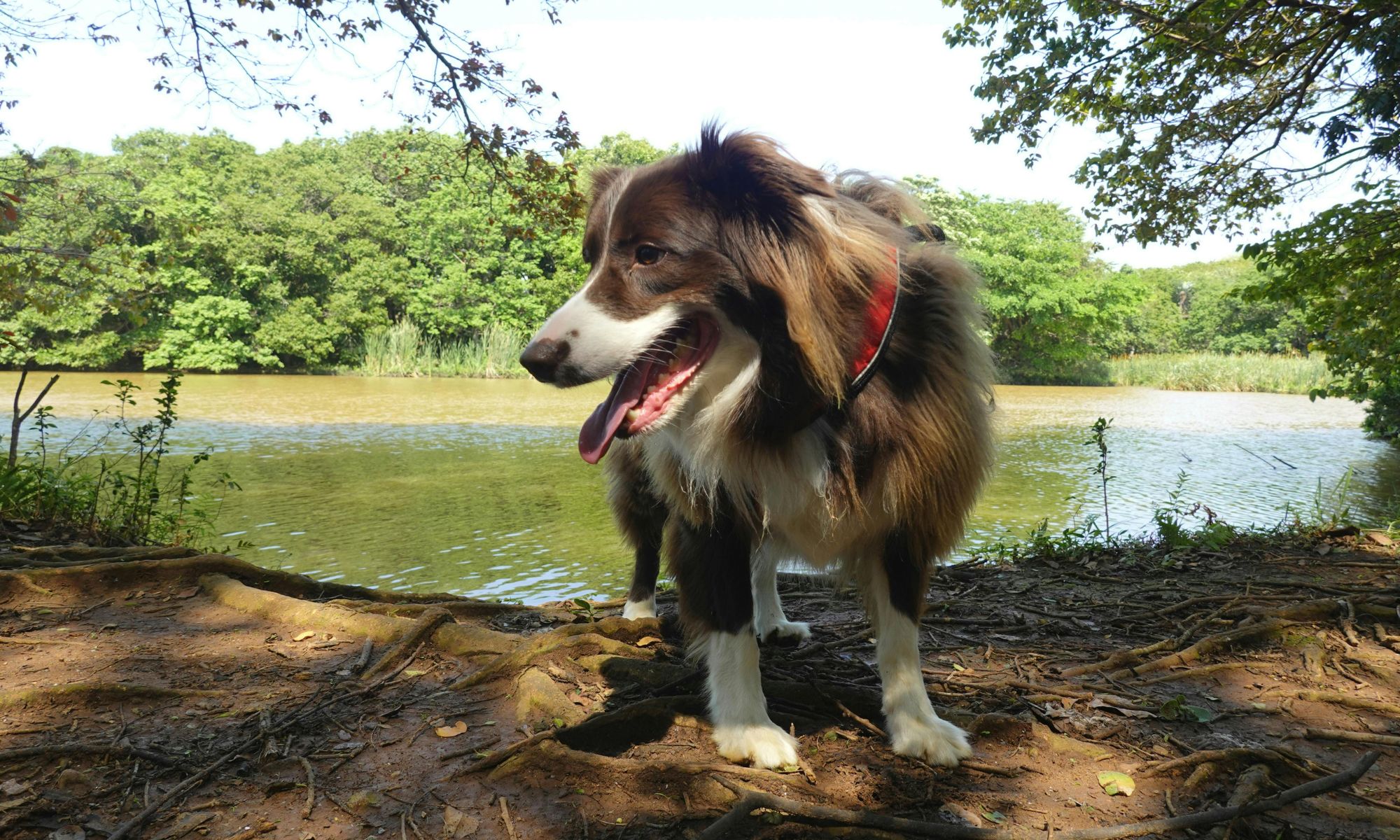 Vakantiehuizen aan het meer van Lugano met hond