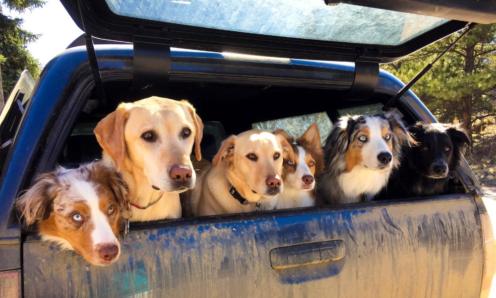 Een ontspannen vakantie met meerdere honden