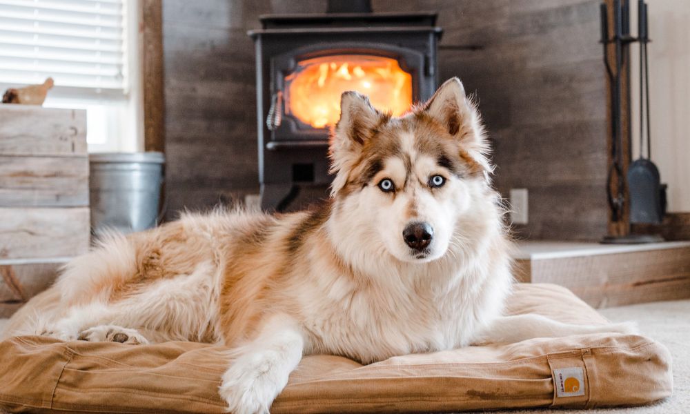 Vakantie met meerdere honden