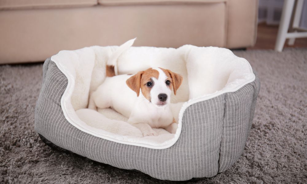 Vakantie met meerdere honden