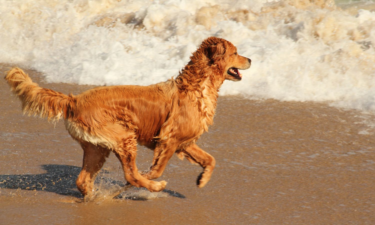 Vakantie Noordwijk met hond