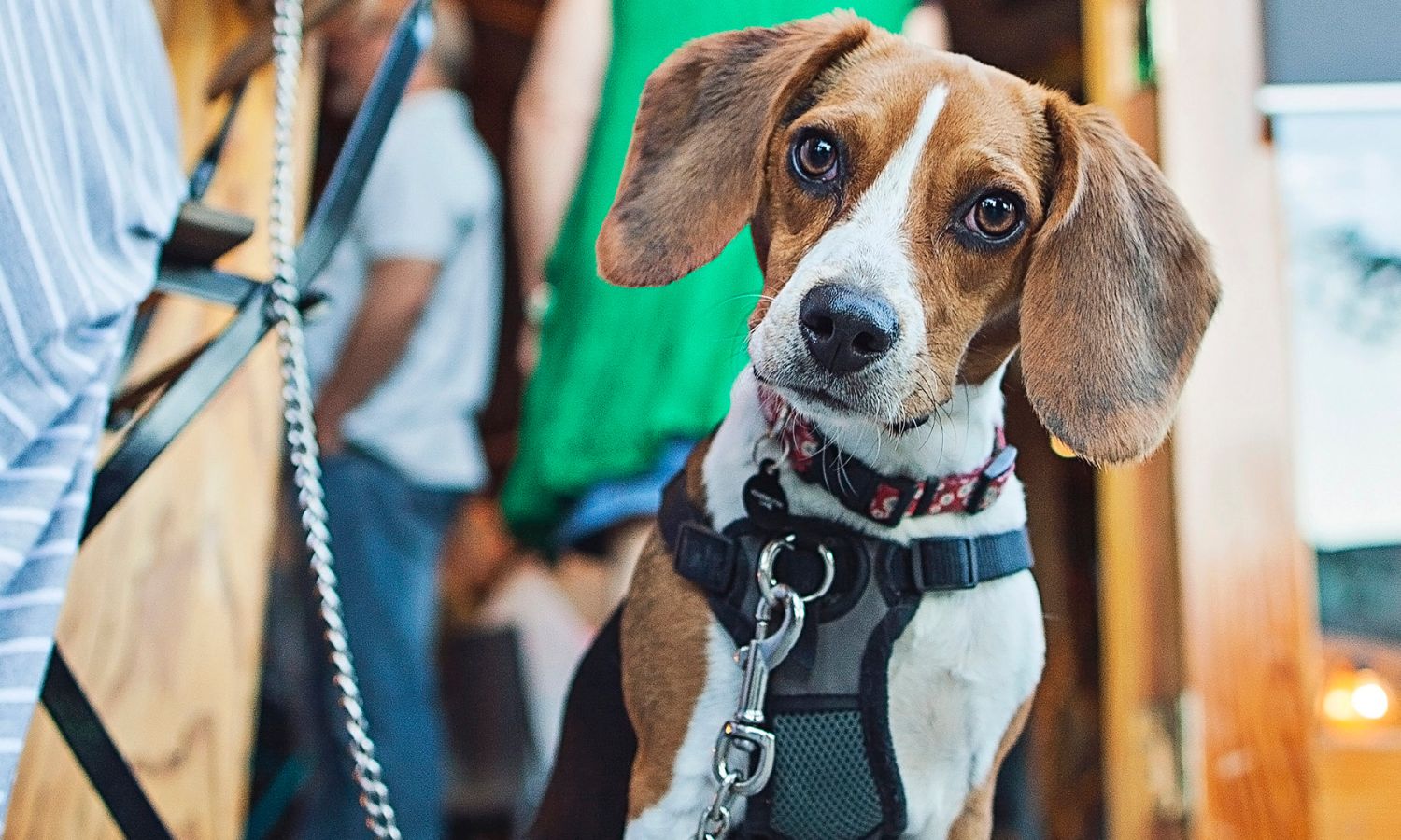 Restaurant Ouddorp met hond