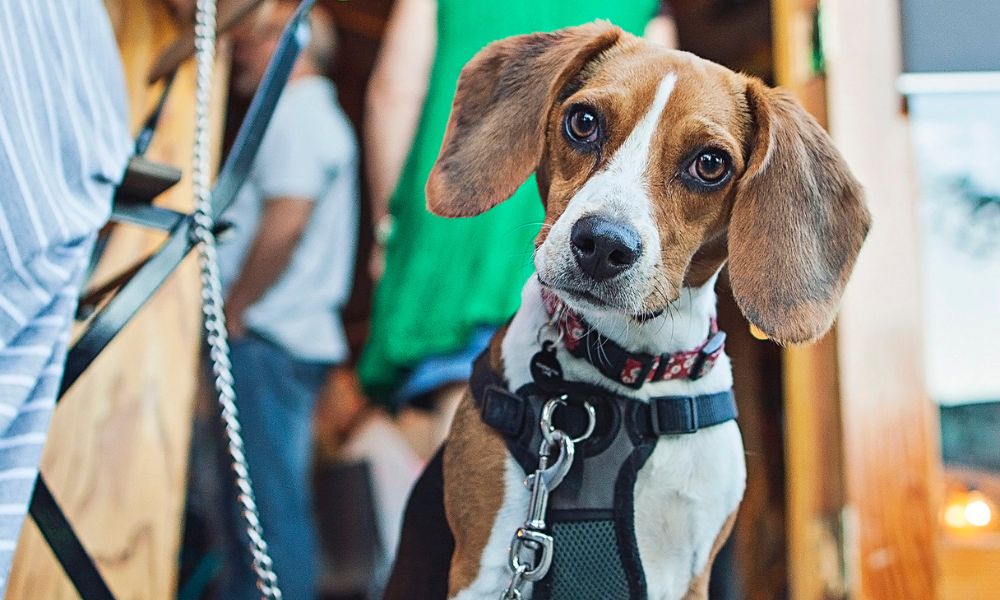 Hondvriendelijke restaurants in Rovinj