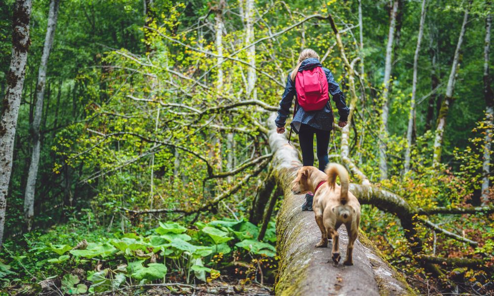 Nationaal Parken Zweden met hond