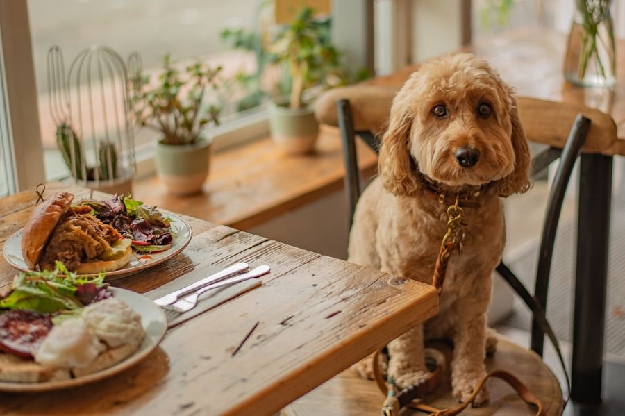 10 strandcafés & restaurants met honden in Noord-Holland