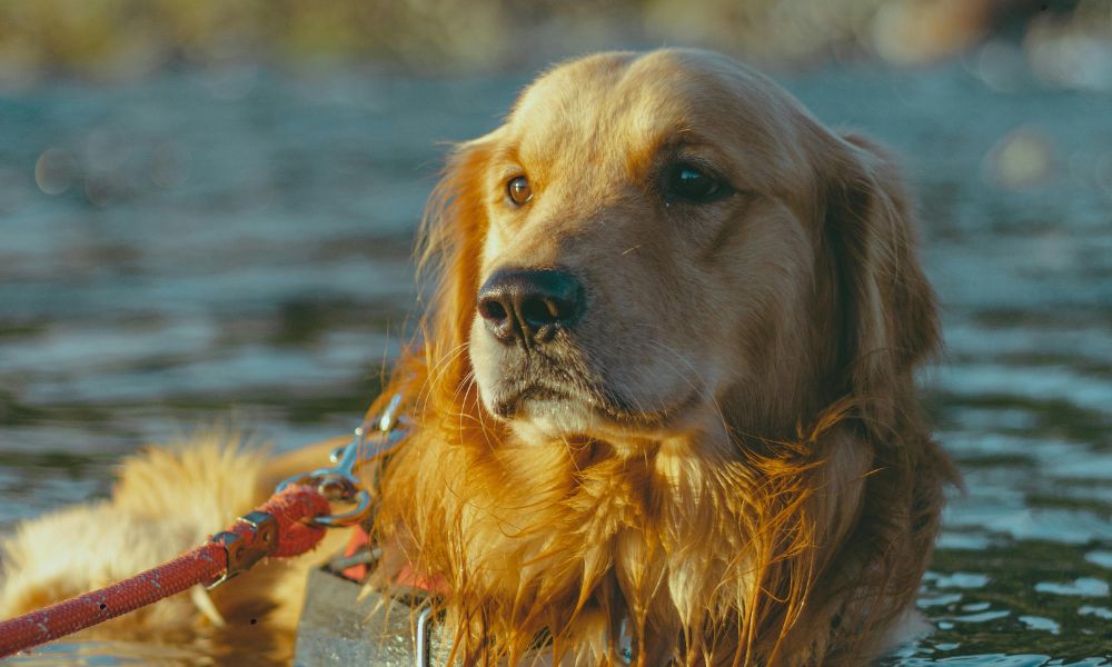 Losloopgebied De Oude Beemden met hond