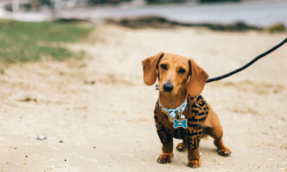 Losloopgebied De Oude Beemden met hond