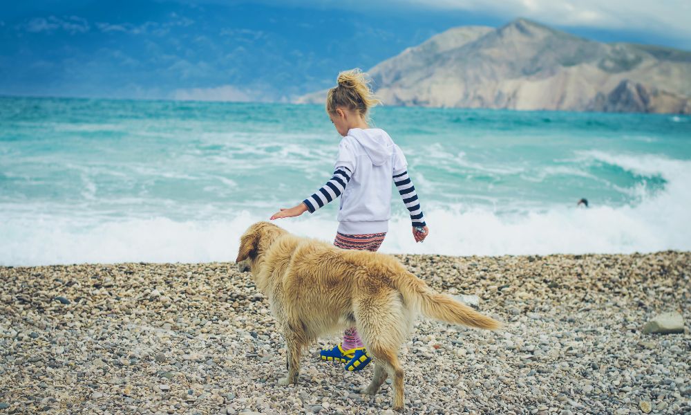Vakantie in Istrië met hond: wat u moet weten