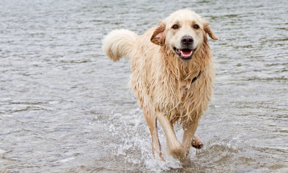 Wat maakt Istrië uniek?