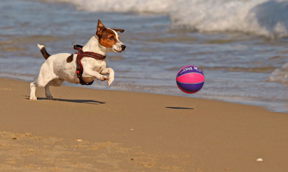 Vakantie in Zeeland met hond – onze tips