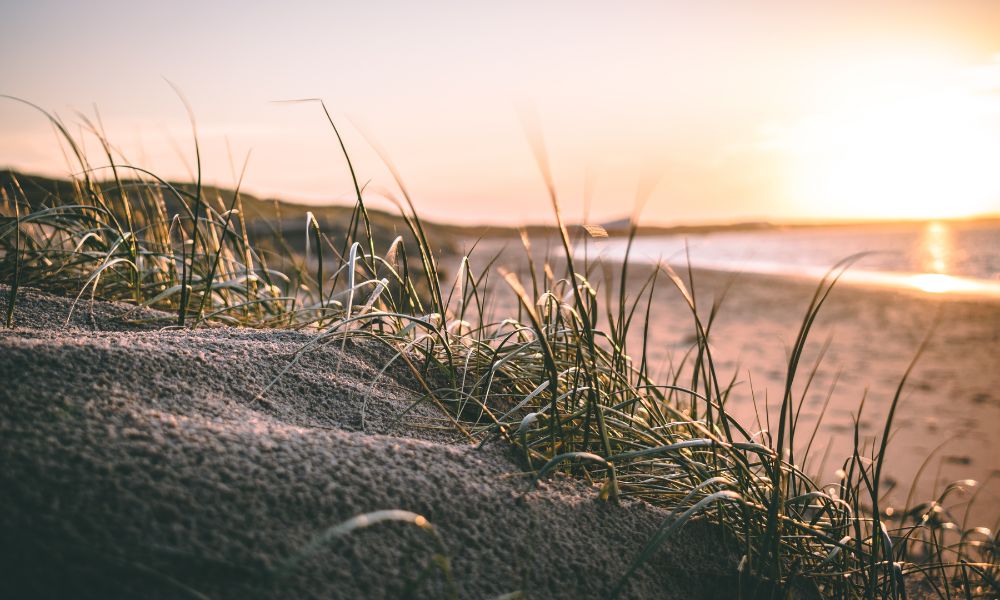 Strand Zeeland met hond