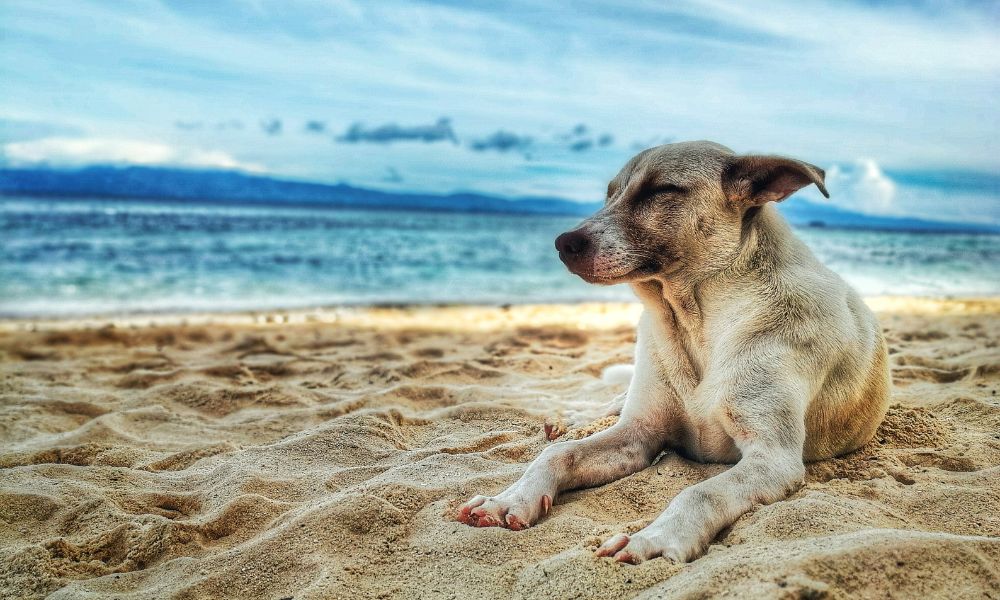 Hondenstranden Italië