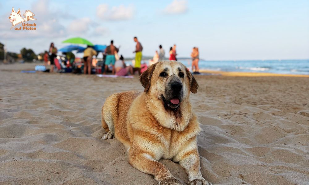 Vakantie met je hond aan de Belgische kust: een ontspannen alternatief dichtbij huis