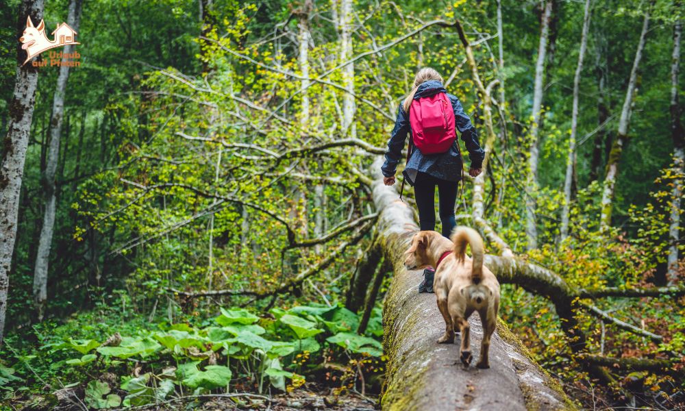 Vakantietrend 2026: de Belgische Ardennen met hond