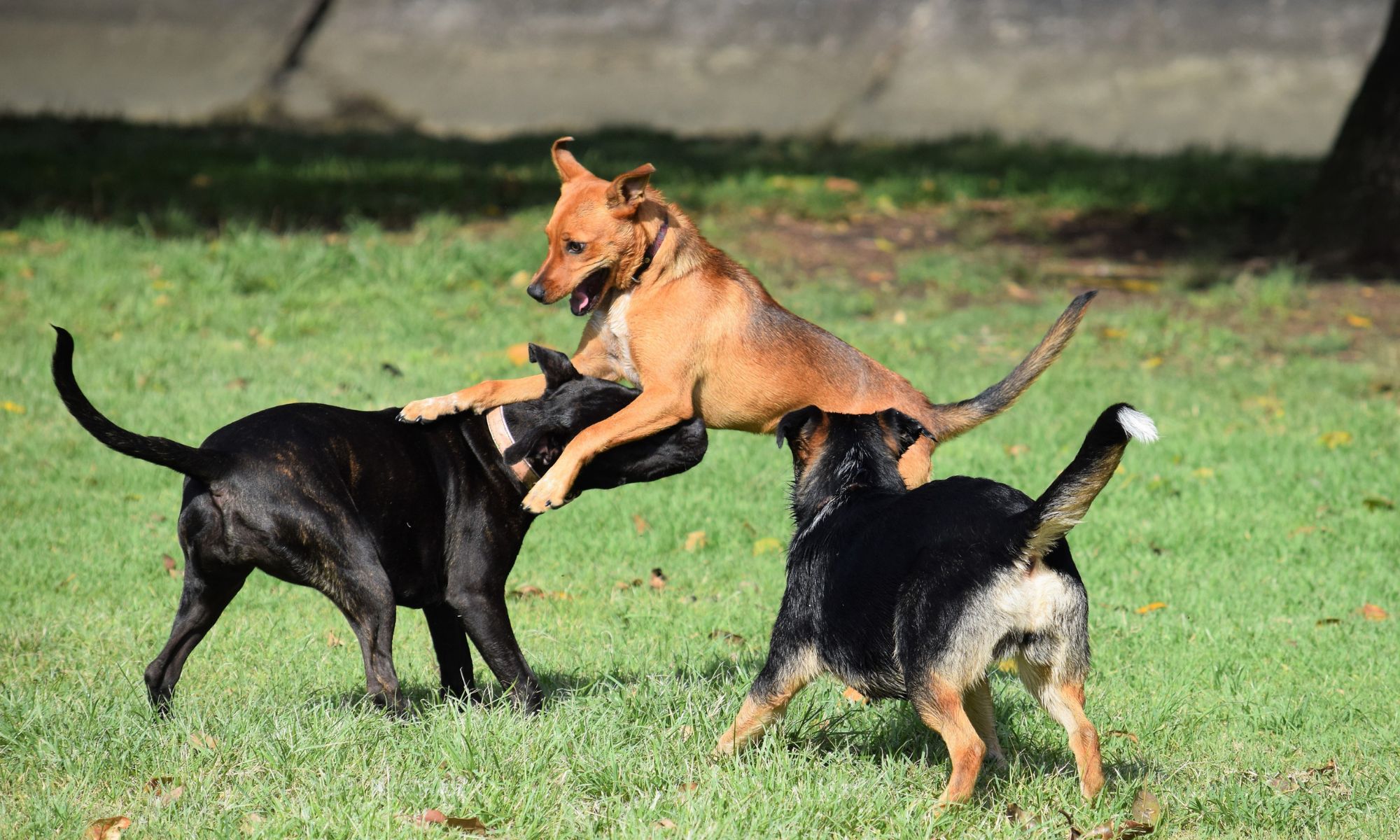 Vakantie met hond in het Vechtdal: natuur, rust en eindeloos samen op pad