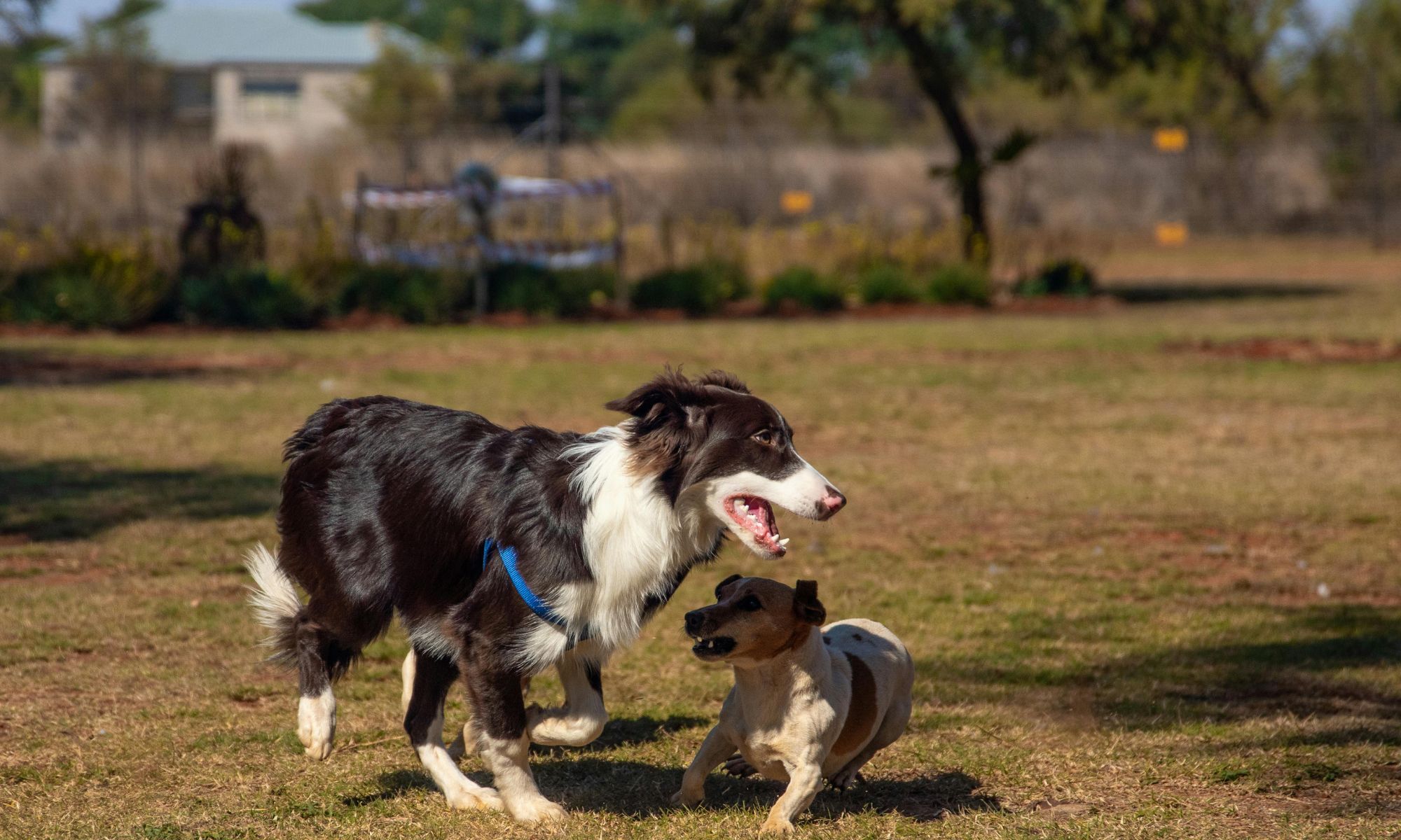 Wandelen langs de Vecht met hond