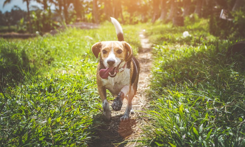 Veel accommodaties zijn speciaal ontworpen voor viervoeters
